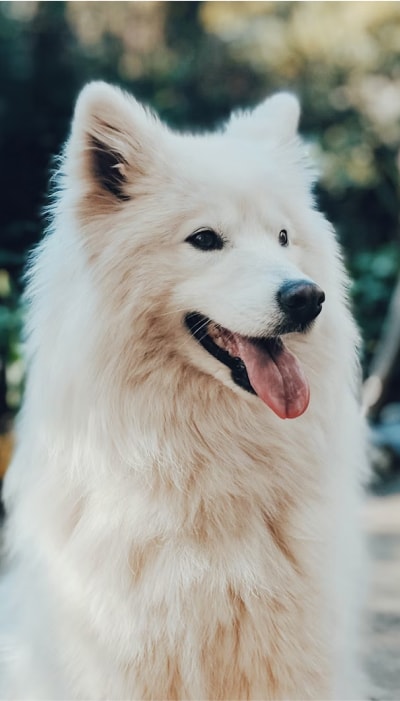 How King Kanine Reached 165% ROAS with Vibe's ML success story background